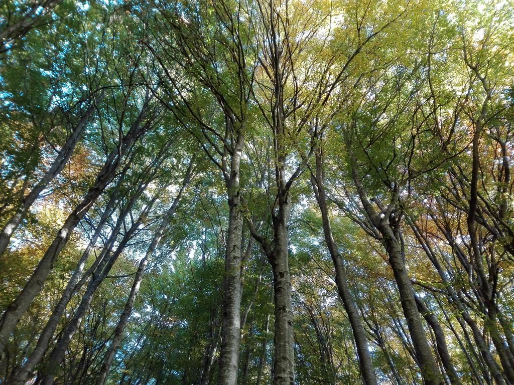 阿格里托考纳赛斯特住宿加早餐旅馆 布雷古佐 外观 照片